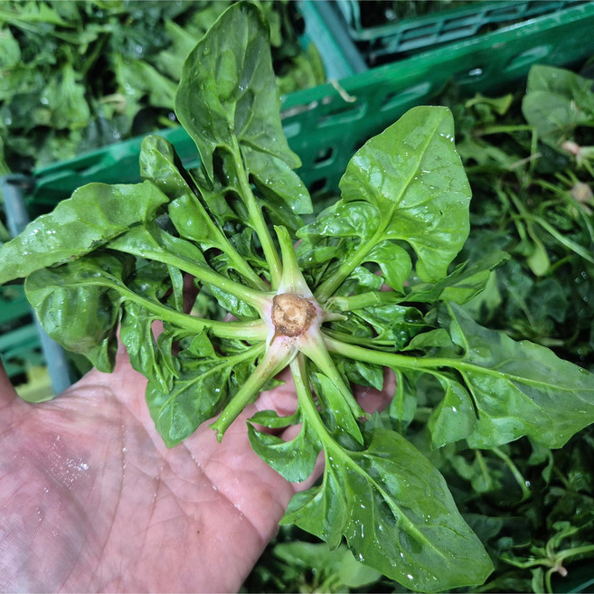 남해 보물초 시금치, 500g, 500g, 1박스