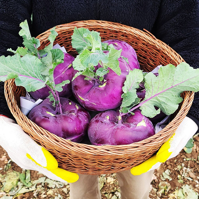 제주에서 농부가 보내는 단맛 콜라비 특상품 3kg 5kg 10kg, 1박스