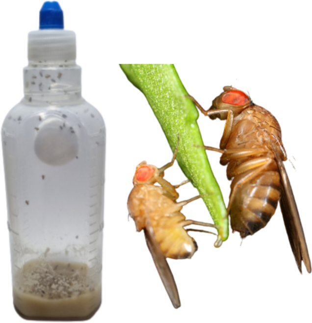 [먹이용 초파리] 사마귀 새끼 개구리 도마뱀, 1개, 10ml, 50마리(큰초), X