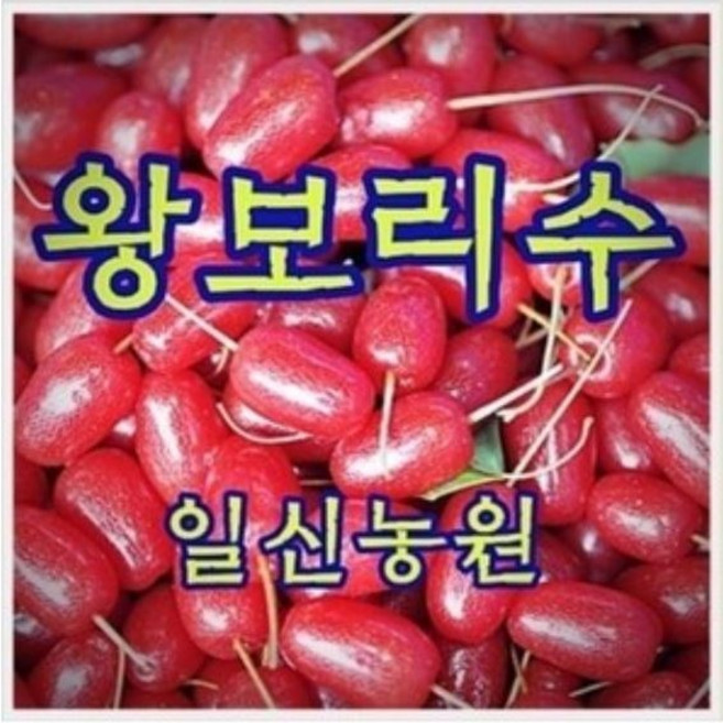 [일신농원] 각종묘목 90여종 감 대봉 단감 대추 사과 배 밤 포도 복숭아 자두 매실 살구 체리 등 /유실수/약용수/정원수/꽃나무, 1개, M1 개량 왕보리수 (2년특묘)