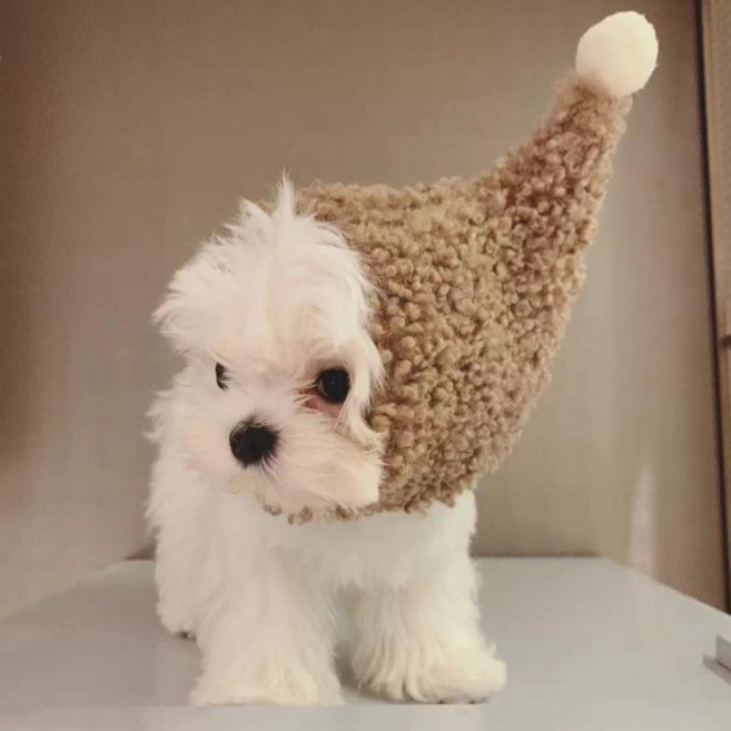 안벗겨지는 강아지 고양이 귀여운 모자 애견모자 토끼 모자, 1개, 꼬마무당