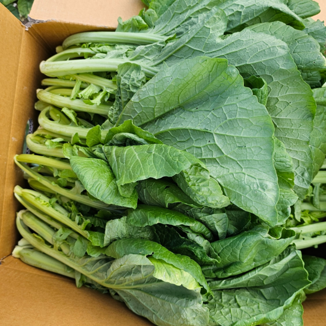 현옥이네 여수 돌산갓 25년 당일수확 선도최고 여수갓 생갓, 1박스, 5kg