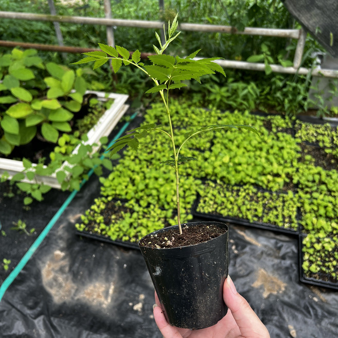 [이기자원예] 울릉도 마가목 묘목 3주 (포트/10-20cm), 1개