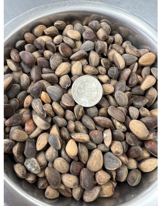 帶殼松子 600g, 1個, 中大紅松子