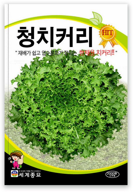모칸도 청치커리 씨앗 2000립 세계종묘 야채씨앗 채소씨앗 치커리씨앗, 1개