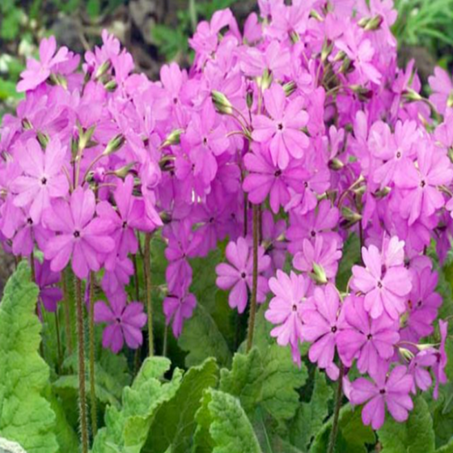 토종앵초 [3포트] (복남이네야생화 앵초 토종 야생화 Primula sieboldii), 1개