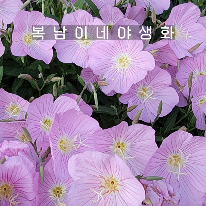 향기 분홍낮달맞이 [4개 복남이네야생화 모종 낮달맞이꽃 오에노테라 oenothera], 4개