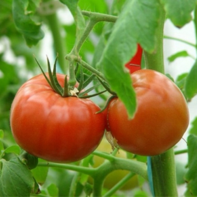 완숙 찰 토마토 3kg 5kg 10kg, 3kg(대과), 1개