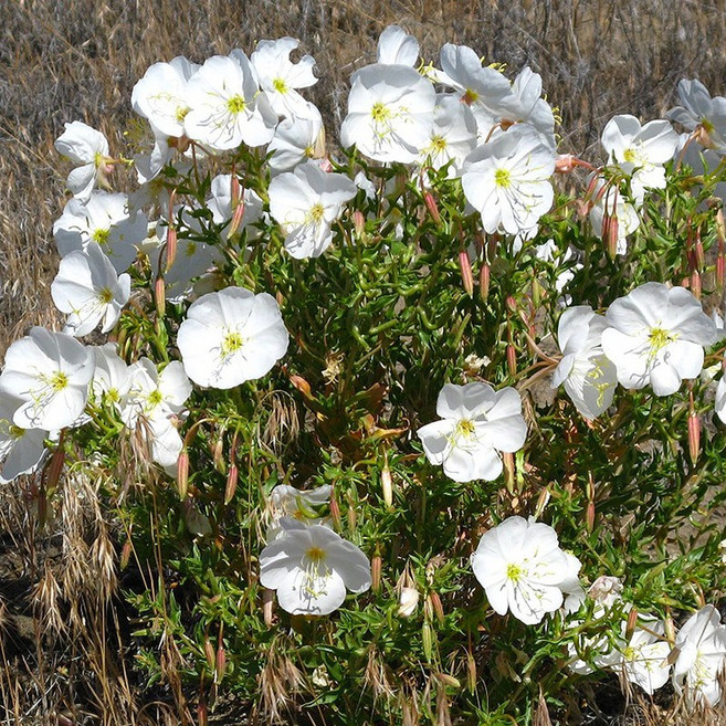 낮달맞이 이노센스 화이트 20립 꽃씨, 1개