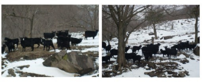 원조 지리산100% 방목 흑염소 한마리 엑기스 [원산지:국산(경상남도 산청군) 등, 120개, 110ml