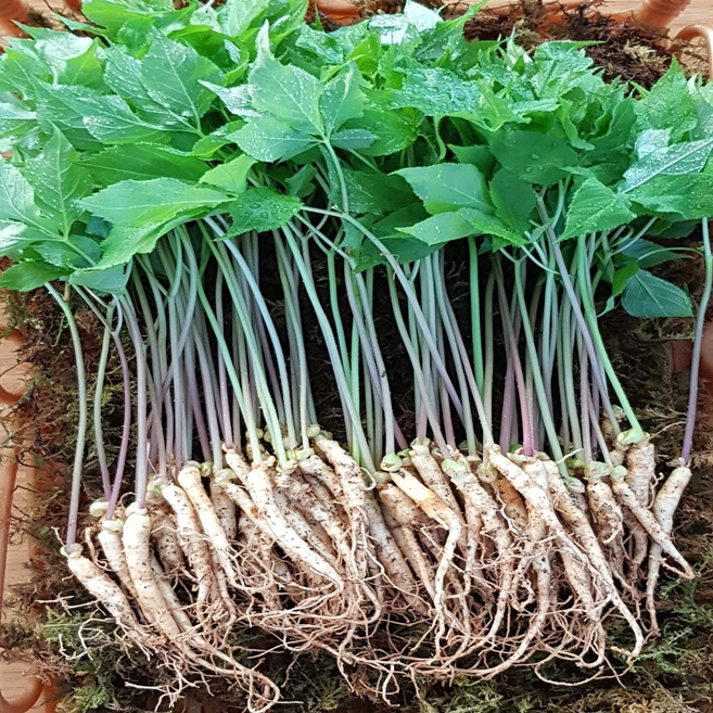 [맘스호미] 장성농부 새싹삼 새싹인삼 면역력 선물, 1g, 1박스, 새싹삼 가정용_100개