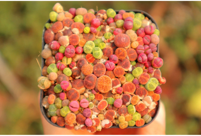 로나가든 루비리톱스모듬 1년생 희귀다육이 말발굽 군락지, 미니리톱스모듬(소)