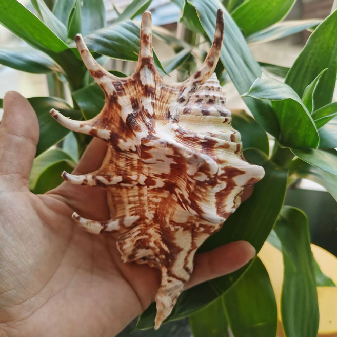 초대형 조개껍질 장식품 해양 장식 인테리어 소품 대형 조개 천연 노란우회전조개 4-5cm B, 칠각조개 11-15cm