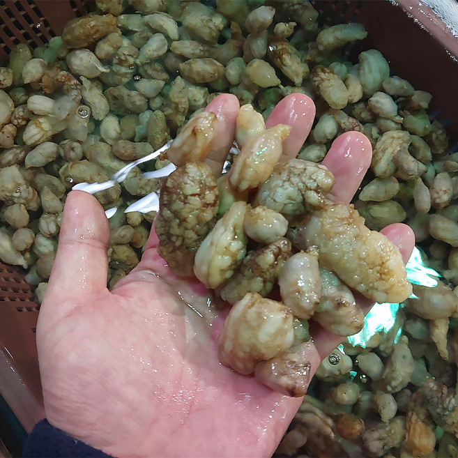 [특상급] 회로먹는 싱싱한 오만둥이 산지직송, 1개, 1kg