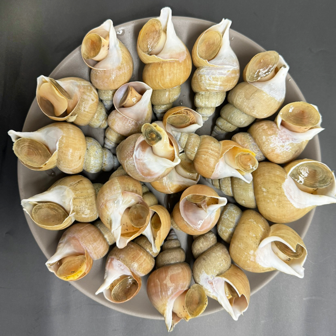 [선주직송] 포항 동해안 자연 백고동 백골뱅이, 1개, 대 1kg (10-15미)