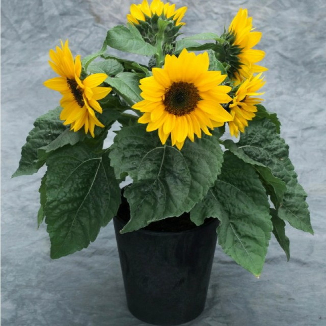 (꽃씨)해바라기-스마일리 5립 꽃 야생화 희귀종자(HM)