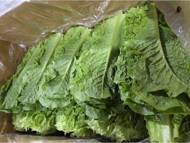 약수농장 국내산 청상추4kg, 1개, 4kg