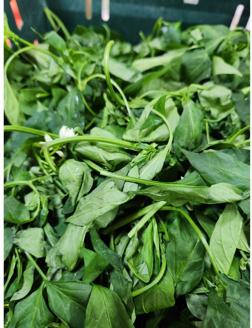 싱싱한 생고추잎 고춧잎 고추잎나물 1kg, 고추잎 1kg, 1개