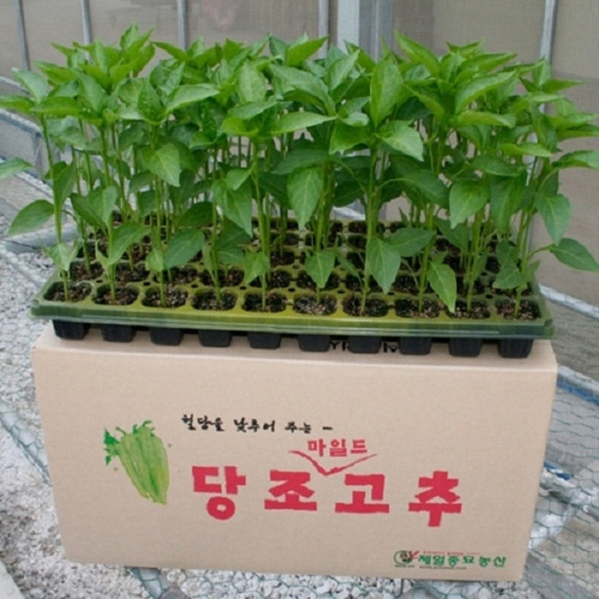 당조고추모종 5주(5개)/혈당강하성분 고함유 당조고추, 5개
