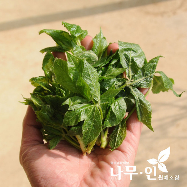 [나무인] 토종오가피 2년생 5개 오갈피