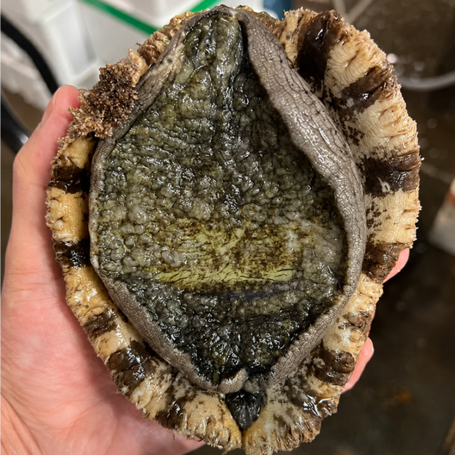 [오늘조업] 완도40년장인 프리미엄 왕특대 활전복, 1박스, 1kg 왕특대 6-7마리