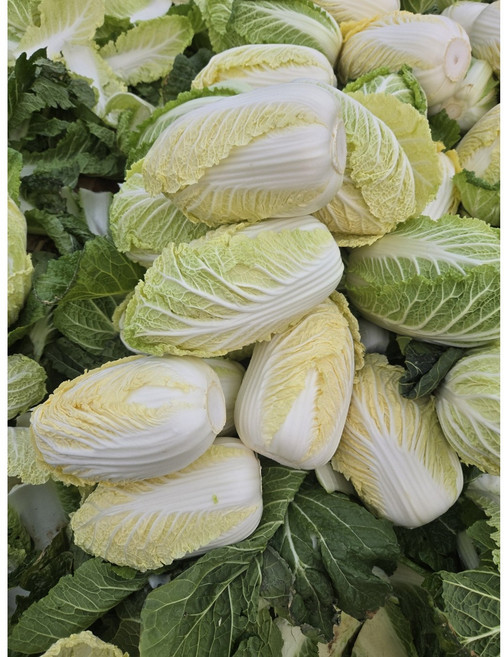 국내산 알배기 산지수확, 6개, 450g