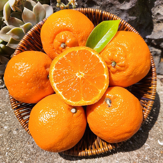 [농장직송] 제주 프리미엄 고당도 카라향 15brix, 1개, 카라향 5kg