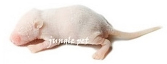 뱀먹이 냉동마우스 핑키 퍼지 하퍼 냉동쥐, 1개