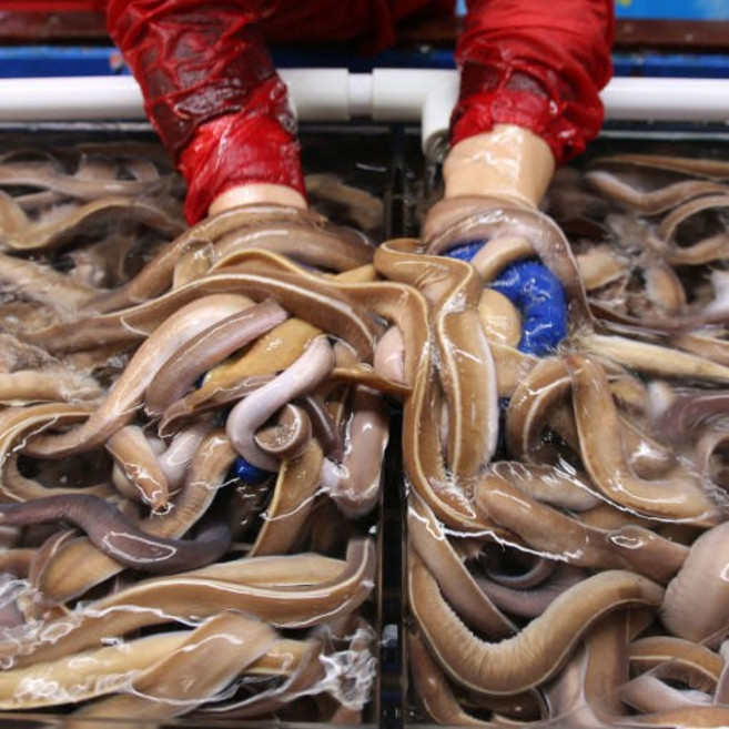 부산 자갈치 시장 국내산 산 꼼장어 곰장어 먹장어 택배 [원산지:상세설명에 표시], 1개, 손질포장 / 국내산500g [1인분]손질후290g내외