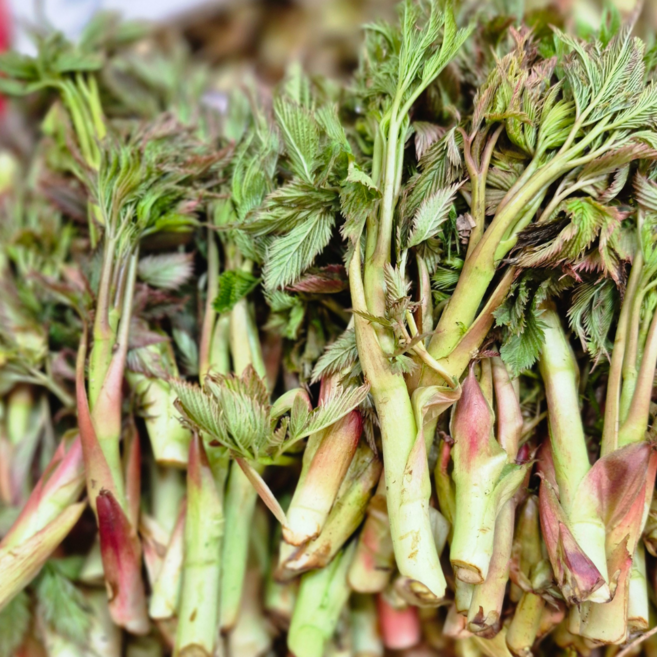 [산지직송] 강원도 눈개승마 삼나물 눈개승마나물, 3kg, 1개