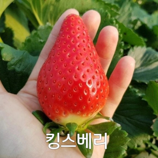 킹스베리 모종 20주, 20개