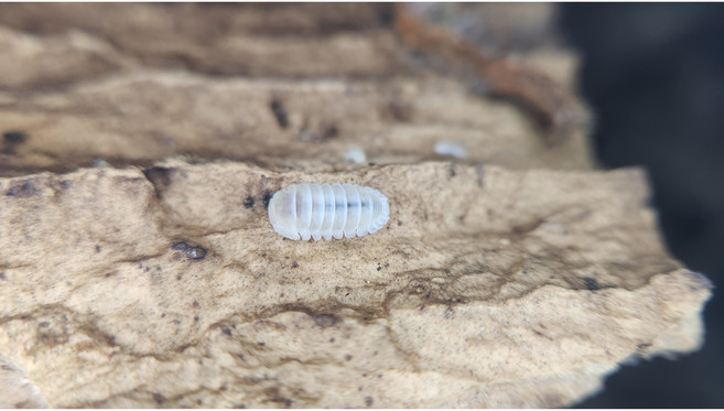 [70종] 등각류 분해생물 쥐며느리 톡토기 비바리움 교육용, 1세트, 백귄 5마리