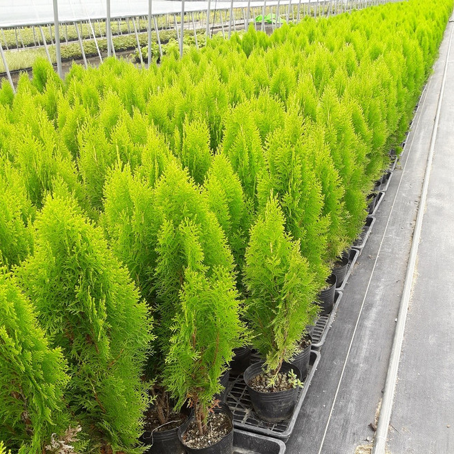 황금측백나무 3년생50센치