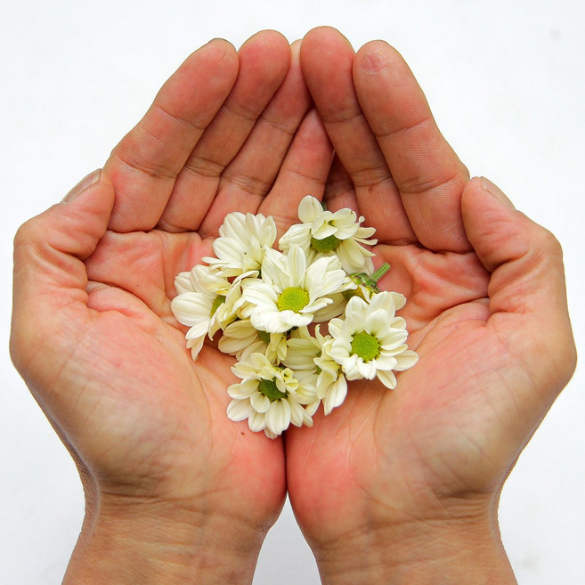 국내산 크림소국 소국화 8송이 1팩 데코용 가니쉬 음료베이스 식용꽃 베이킹재료 칵테일, 크림 소국 8송이