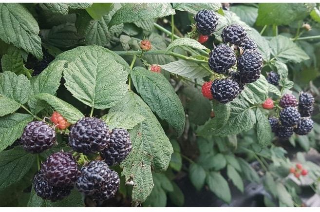 햇 토종복분자 산지직송 급냉 25kg 1박스