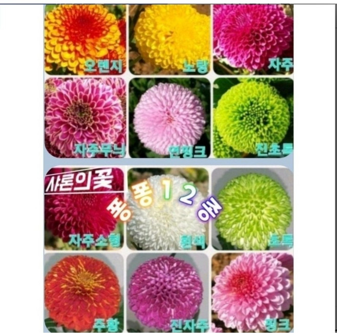 퐁퐁국화모종(폼폰국화)12종1셋, 1개