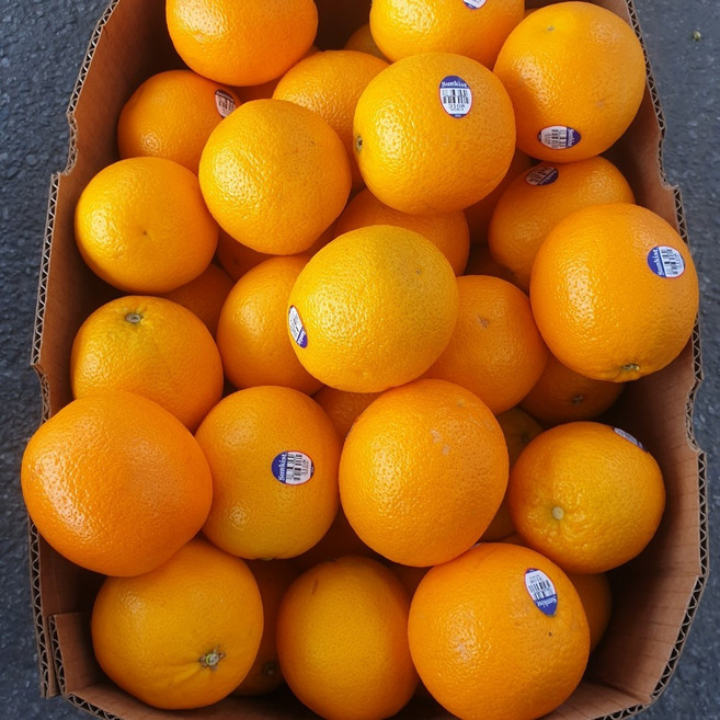 고당도 오렌지, 56개, 17kg(대과)