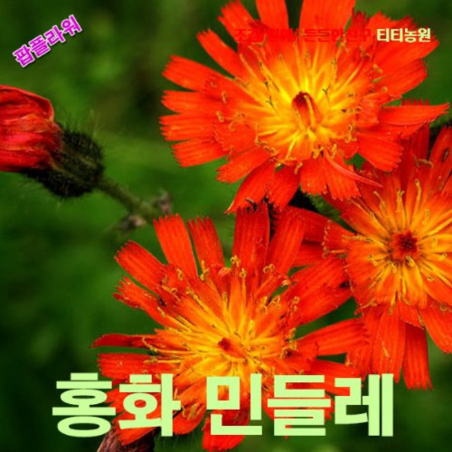 씨앗 모종 홍화 민들레 10, 1개