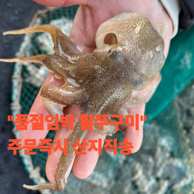 품절임박 당일조업 활쭈꾸미 특품, 1박스, 1kg