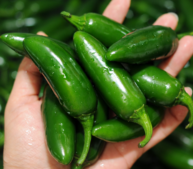 국내산 싱싱하고 매운 생할라피뇨고추 할라피뇨 할라피뇨고추500g 1kg 퍼팩트고추 아삭이고추 퍼펙트아삭이 할라피뇨생고추 수고추장아찌 퍼펙트고추 할라피뇨피클, 1개