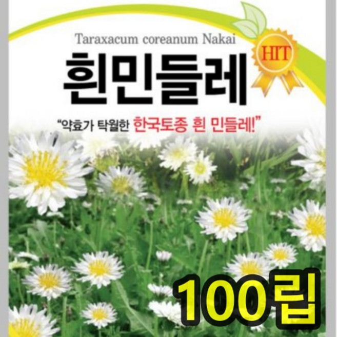 흰민들레 씨앗 식용 약용 재래종 하얀민들레 꽃 씨 종자