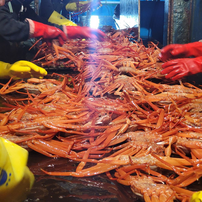 [속초 산지직송] 예원수산 수율좋은 자숙(찜) 특가홍게 제철홍게 홍게다리 택배, 1박스, 자숙 특가홍게 3kg