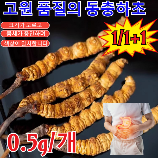 1/1+1고급 동충하초 현미동충하초 고원 품질의 동충하초 무농약 현미 동충하초 생초 당뇨에좋은 음식(0.5g/개), (2개)동충하초 0.5g