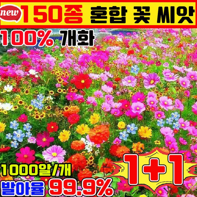 꽃 씨앗 노지 월동 다년생 꽃 씨앗 봄꽃 씨앗 4계절 꽃 씨앗 혼합 꽃씨앗 사계절 개화 식물은 천연 공기 여과기 꽃밭 혼합 씨앗 꽃바다조합씨앗, 2개