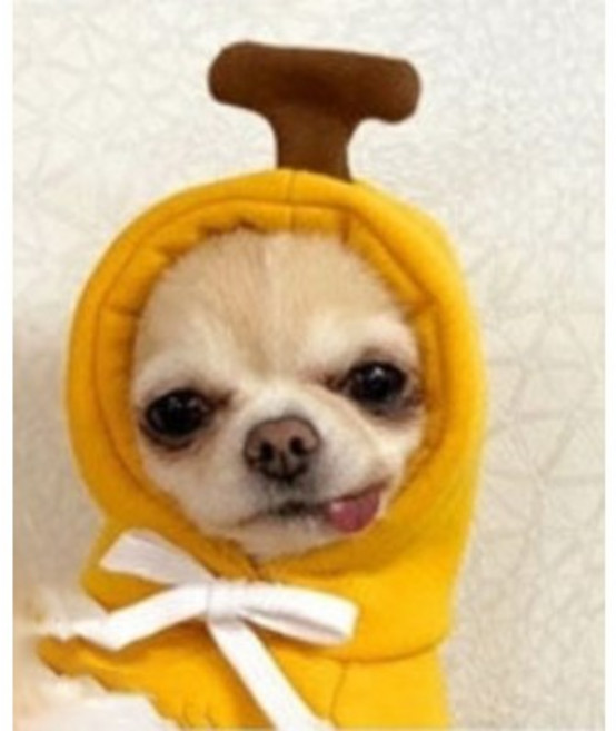 켈리몰 강아지 고양이 애견 과일 할로윈 코스튬 후드티 옷, 바나나, 1개