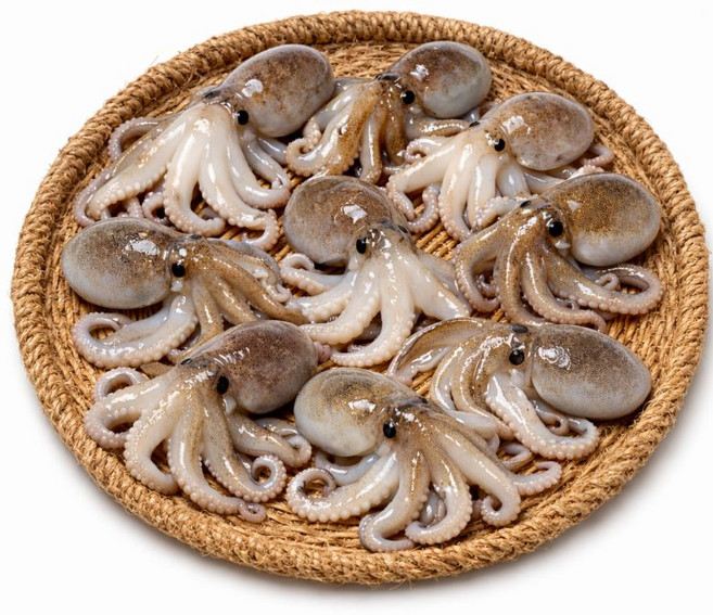 [재구매율1위] 수입산 활 쭈꾸미 생물 특품 당일조업 산지직송 디아머스, 1개, 1kg