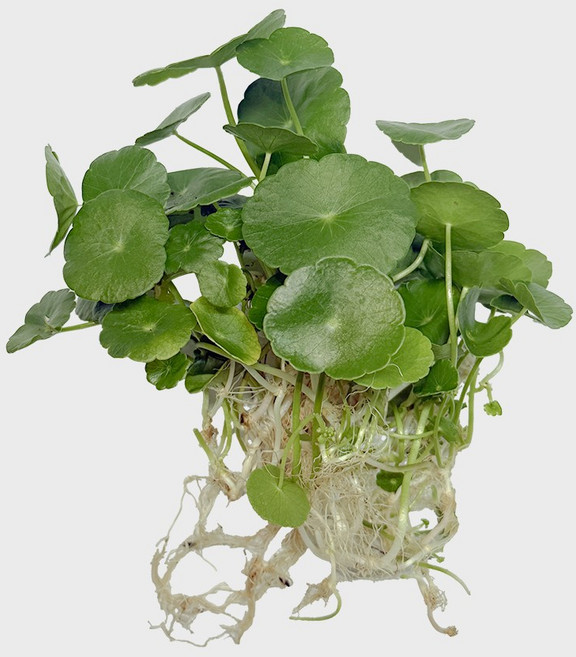 메이크정글 흙 없이 키우기 쉬운 수경재배 흙 세척 식물 모음, 워터코인