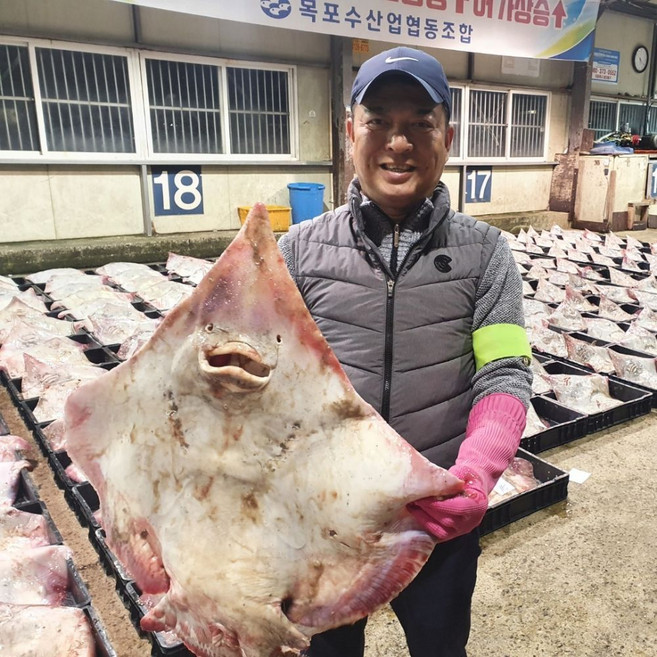 [베셀코] 국산 목포 참홍어회 숙성선택가능 탕거리 및 홍어애150g증정, 1개, 1kg(강)