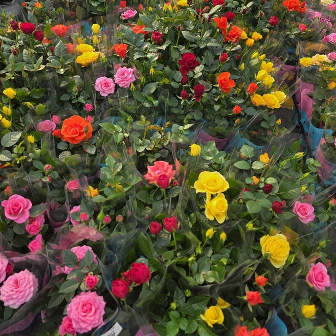 장미 화분 사계장미 3개입 모종 묘목 키우기, 3개