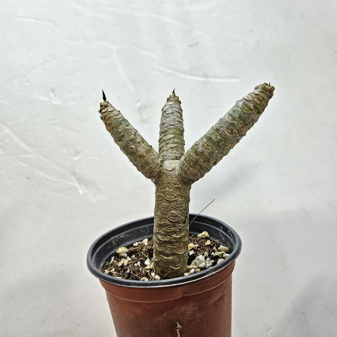 사슴뿔을 생각하며~러브하와이, 1개